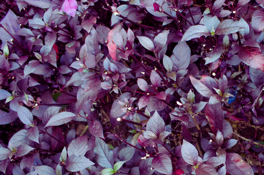 Red Rubin Basil Seeds - Reddish Purple Leaves - NON-GMO - Ocimum basilicum