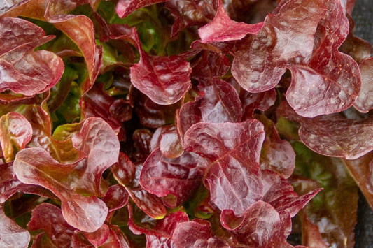 Red Lettuce Seeds | Non-GMO Red Leaf Lettuce Seeds | Heirloom Vegetable Seeds | Lactuca sativa