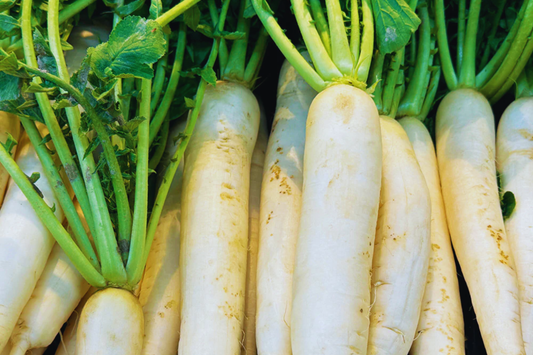 Daikon Radish Seeds Heirloom | NON-GMO | Large White Variety | Raphanus sativus