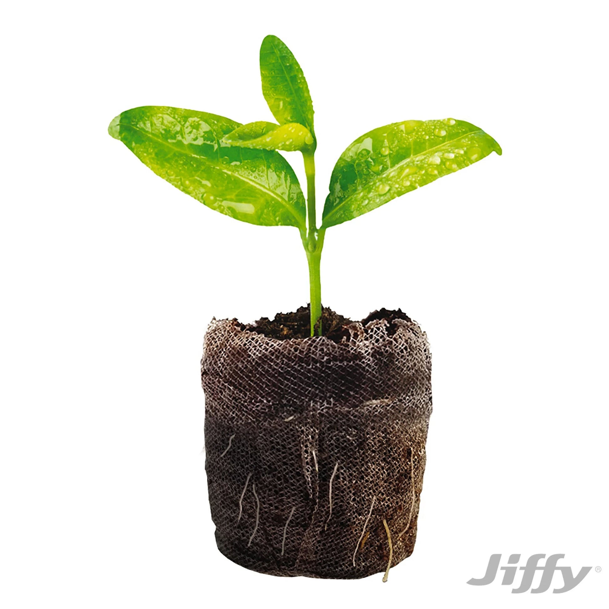 72 Cell Greenhouse Seed Starter Kit with 36Mm Peat Pellets
