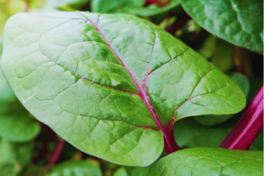Red Malabar Spinach Seeds | NON-GMO | Red Vine Spinach, Ang Chai | Perennial Vegetable Garden Seeds