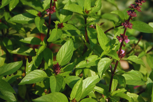 Cinnamon Basil Seeds | NON-GMO | Aromatic Herb Variety | Ocimum basilicum 'Cinnamon'
