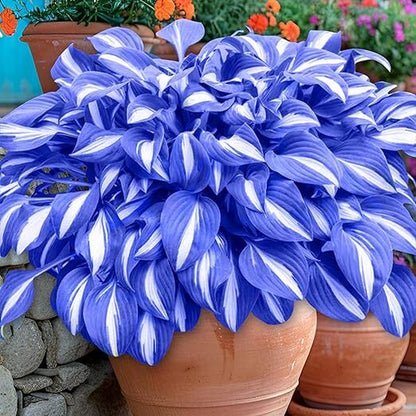 100Pcs Hosta Seeds Perennial Blue Hosta Seeds for Planting Outdoor Garden