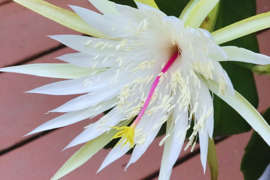 Epiphyllum Hookeri Strictum Cutting | Orchid Cactus Succulent | White Flower