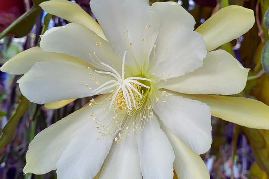 Epiphyllum Crenatum Cutting 8" Orchid Cactus Succulent Chichicastenango