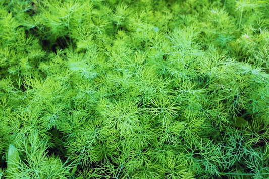 Dukat Dill Seeds - Non-GMO Fresh Garden Seeds - Anethum graveolens - USA Grown