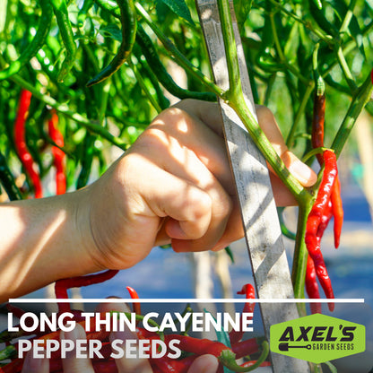Hot Cayenne Pepper Heirloom Non-Gmo Seeds