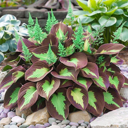 200+ Mixed Rare Hosta Seeds for Planting-Attra
