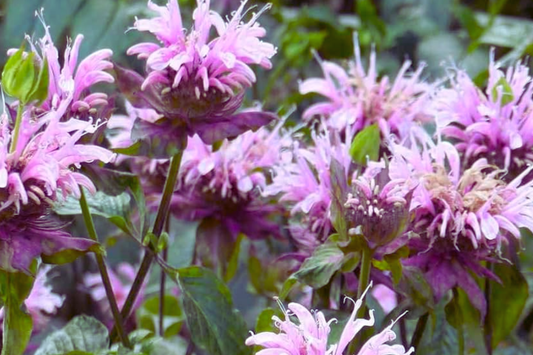 Wild Bergamot Seeds 600 Count, Mintleaf Bee Balm, Monarda fistulosa, Open-Pollinated, Aromatic Perennial for Pollinators