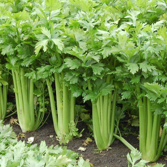 Celery Seeds for Planting | Fresh Garden Seeds