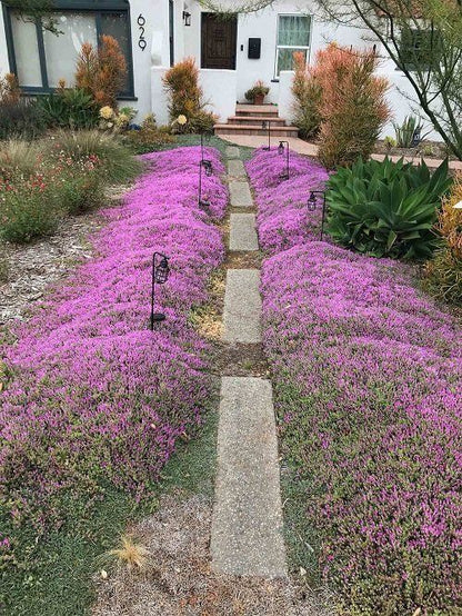 Thyme for a Change - Red Creeping Thyme Seed