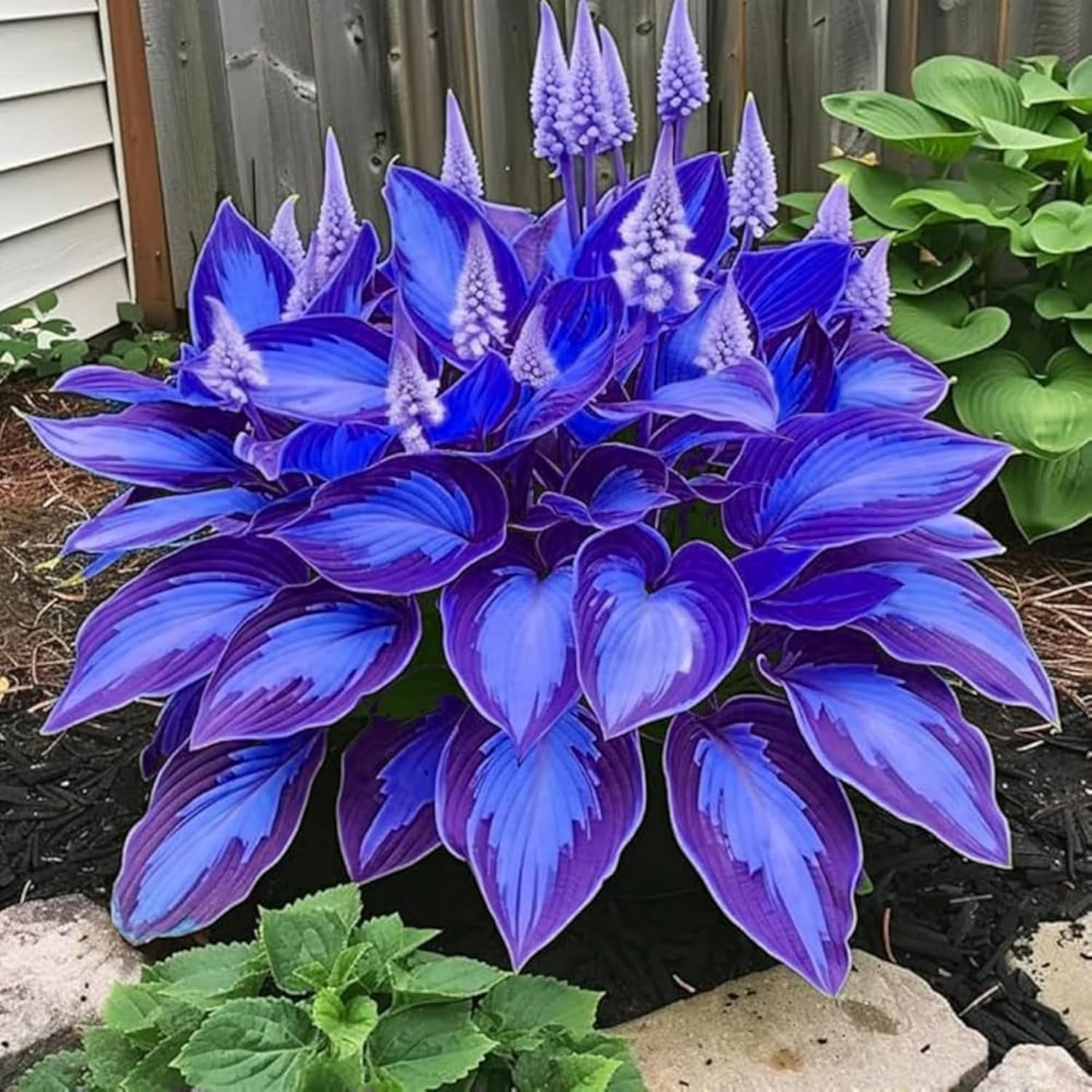 200+ Hosta Seeds Perennial Hosta Seeds for Planting Outdoor Garden Attract
