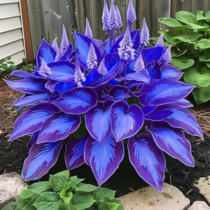 200+ Hosta Seeds Perennial Hosta Seeds for Planting Outdoor Garden Attract