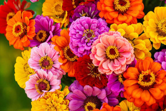California Giants Mix Gerbera Daisy Seeds – 200 Flower Seeds, , Vibrant Colors, Cut Flower Garden, USA Grown