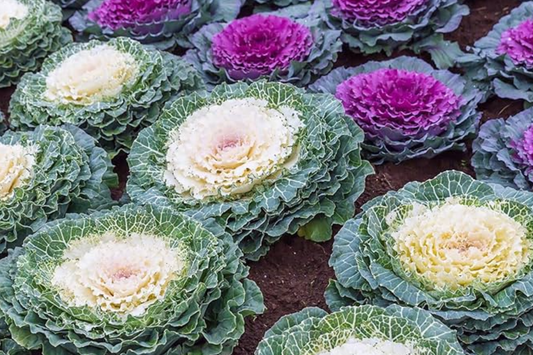Ornamental Cabbage Seeds - 60 PCS Organic Mix (Brassica Oleracea) - Colorful Fall Plants for Containers & Borders