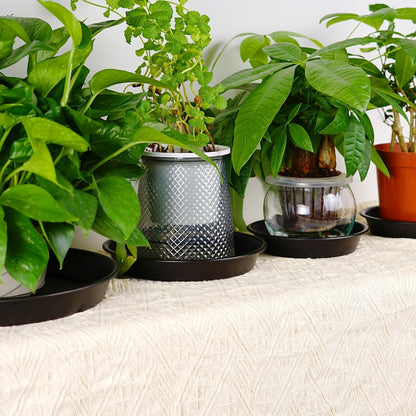 Plant Saucer 6 Inch of 3 Pack Black Heavy Duty Sturdy Plastic Plant Drainage Trays Planter Pot Drip Trays for Indoor Outdoor