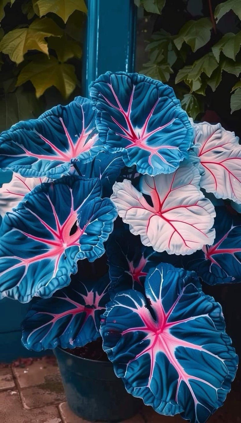 Hosta Seeds - 100+ Pink Blue Hosta Plants Seeds for Planting Outdoor