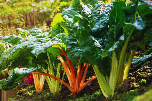 Red Swiss Chard Seeds | Non-GMO Vegetable Garden Seeds | Beta vulgaris subsp. cicla