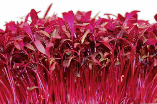 Red Garnet Amaranth Microgreen Seeds | Non-GMO Herb Sprouting Seeds | Amaranthus cruentus