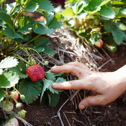 Dayneutral Strawberries Albion (Set of 20) Plant Roots
