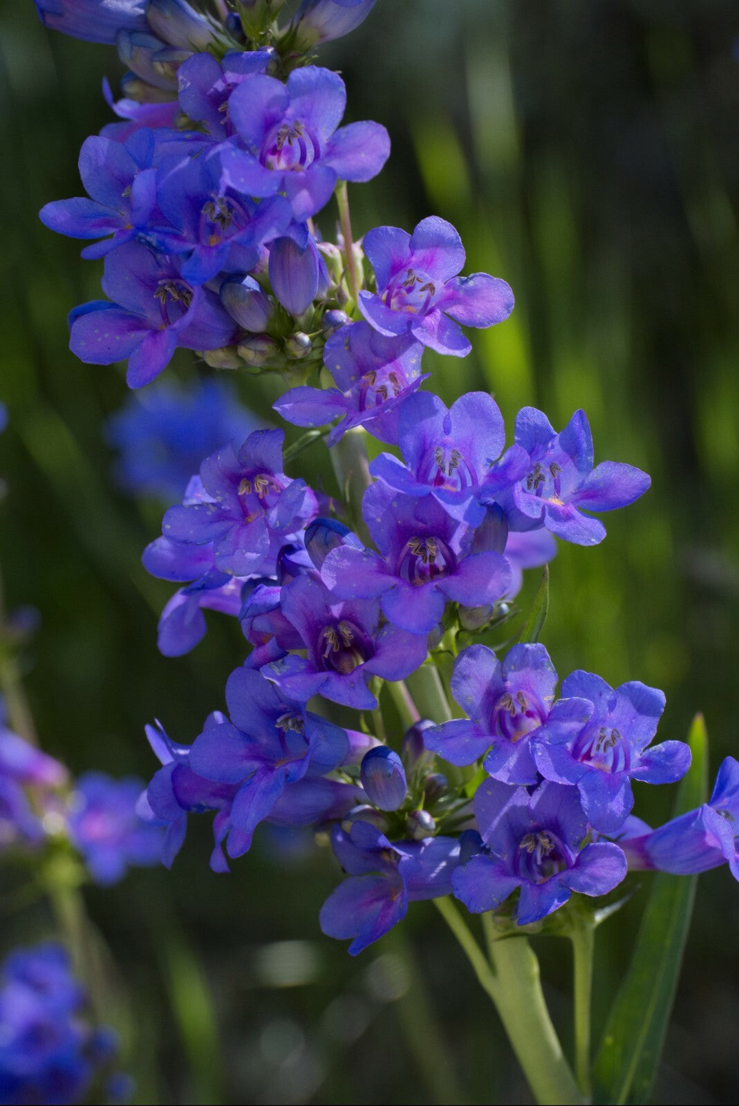Penstemon ROCKY MOUNTAIN Perennial Beardtongue Hummingbirds! Non-Gmo 500 Seeds