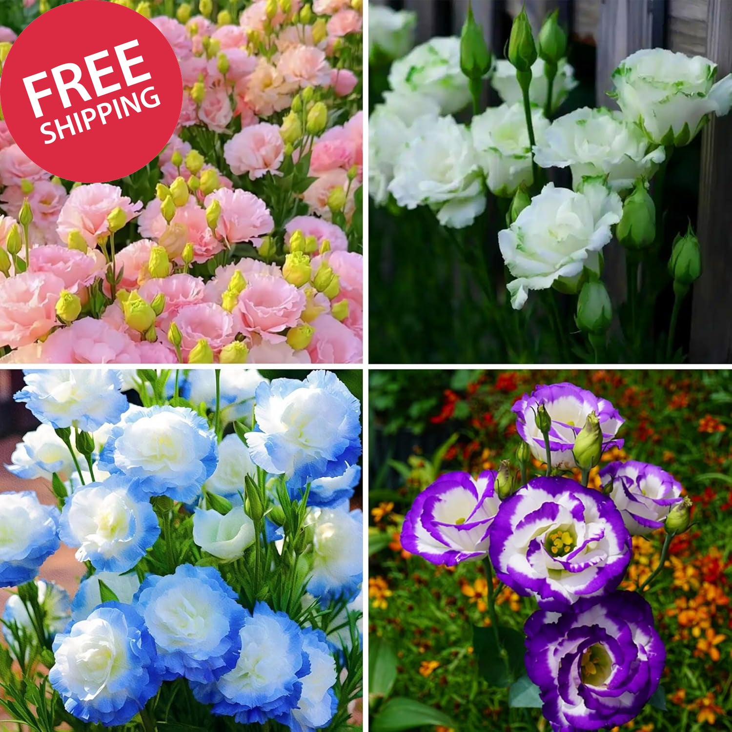 Mixed Lisianthus Seeds for Planting, 298Pcs Perennial Lisianthus Flower Seeds, N