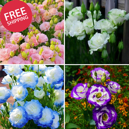 Mixed Lisianthus Seeds for Planting, 298Pcs Perennial Lisianthus Flower Seeds, N
