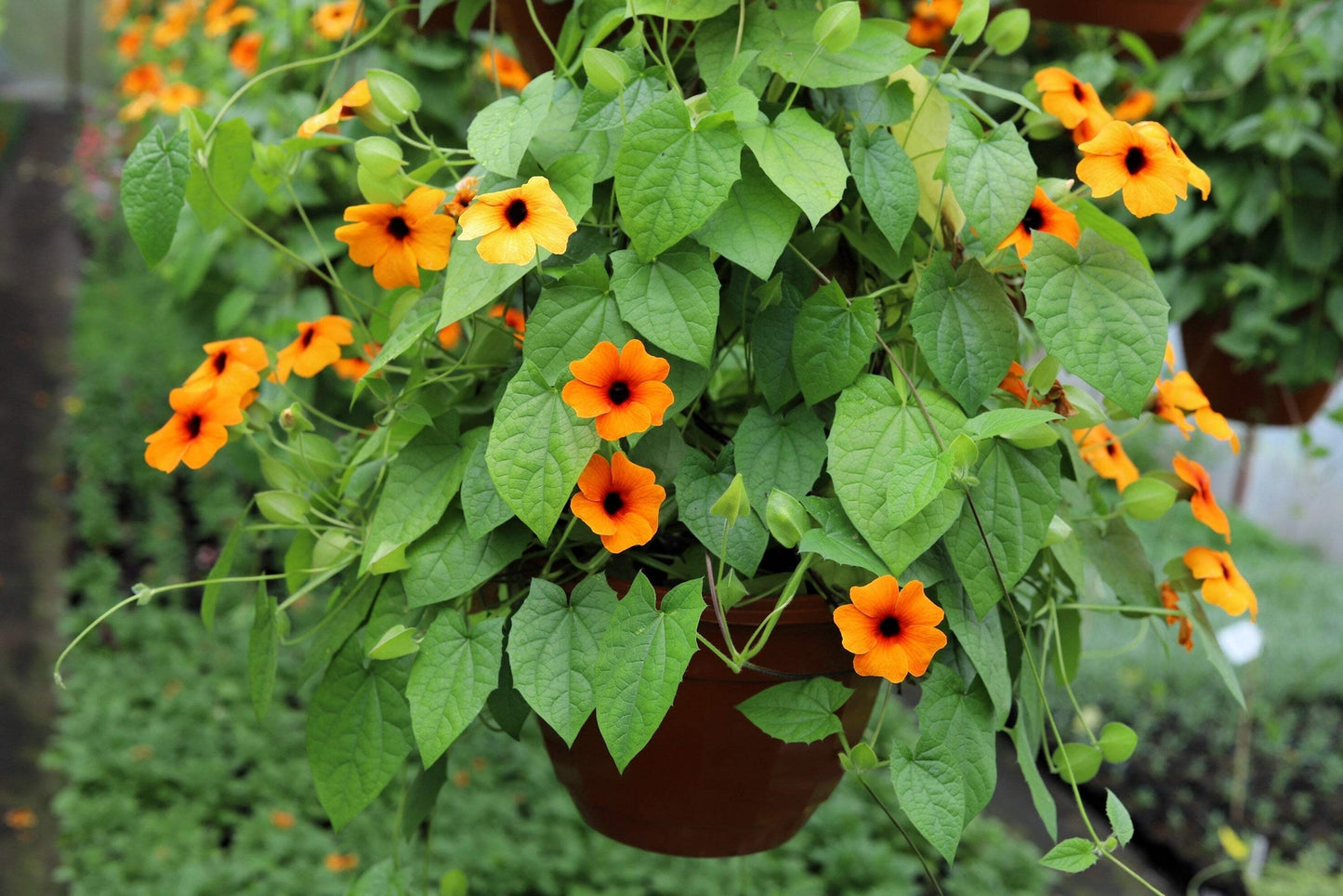 30 BLACK EYED SUSAN VINE Thunbergia Alata Flower Seeds *Flat S/H