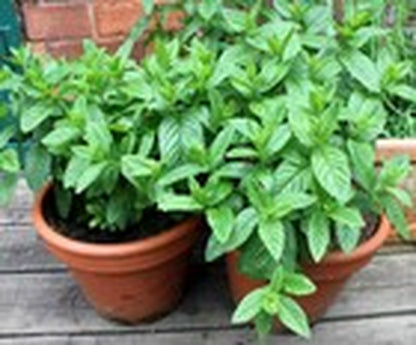 100+ Peppermint Seeds(Mentha Piperita) Heirloom Perennial Herbal USA