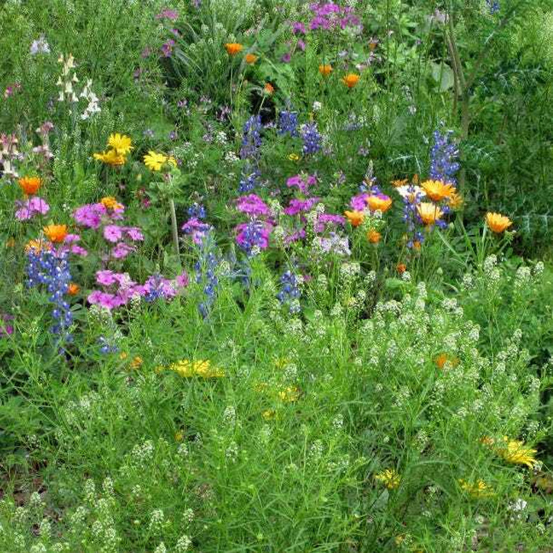 Wildflower Mix DROUGHT RESISTANT Dry Soil Garden Pollinator Flowers 1000+ Seeds!