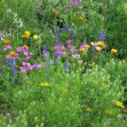 Wildflower Mix DROUGHT RESISTANT Dry Soil Garden Pollinator Flowers 1000+ Seeds!