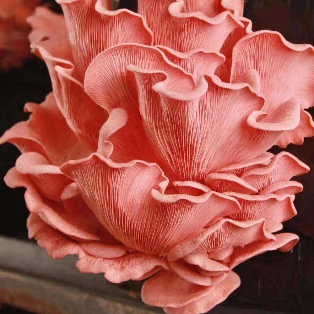 Organic Pink Oyster Mushroom Spray and Grow Kit