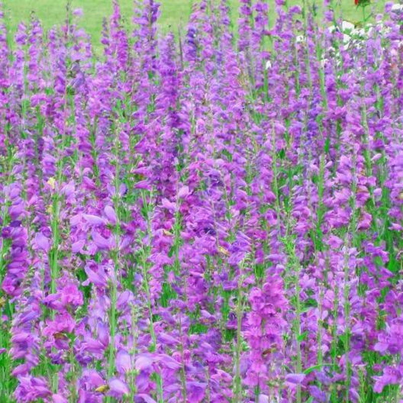 Penstemon ROCKY MOUNTAIN Perennial Beardtongue Hummingbirds! Non-Gmo 500 Seeds