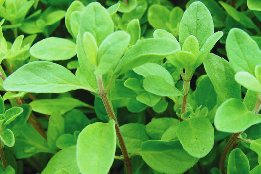 Sweet Marjoram Herb Seeds | Non-GMO Fresh Garden Seeds | Origanum majorana