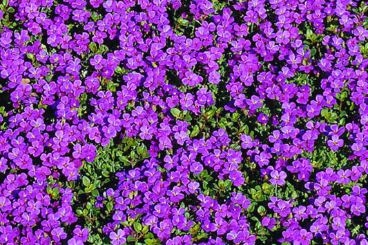 Purple Rock Cress Seeds - 200+ Count Lilac Bush Perennial Groundcover Seeds - Aubrieta deltoidea - USA