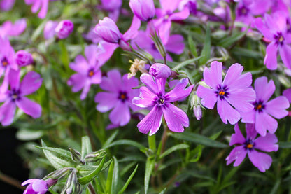 Purple Beauty Moss Phlox Seeds, 100 Non-GMO Flower Seeds, Ground Cover Perennial, Full Sun, USDA Zones 3-9, Attracts Pollinators