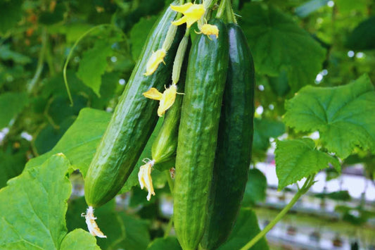 Spacemaster Cucumber Seeds - Non-GMO, Easy to Grow, Delicious Flavor - Cucumis sativus