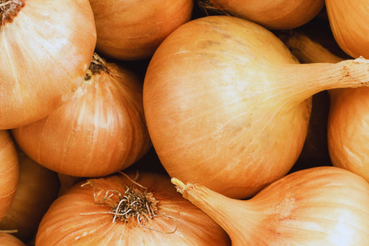 Texas Early Grano Sweet Onion Seeds | Non-GMO Heirloom Garden Seeds | Allium cepa | Fresh Vegetable Seeds