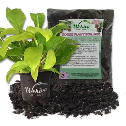 Lemon Philodendron and Soil Mix Combo -Live Plant in a 4 In. Pot with 1 Quart Houseplant Soil Mix