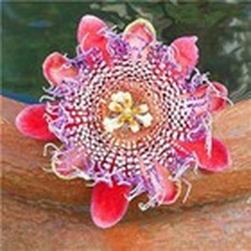 50Pcs Mix Color Passion Flower Seeds Rare Potted Plants for Planting Outdoors