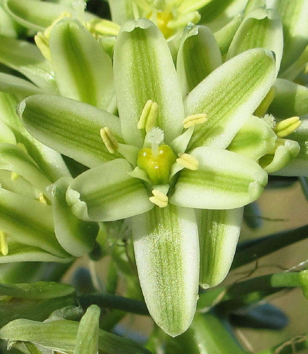 20 PREGNANT ONION SEEDS Aka False Sea Onion Lily Ornithogalum Caudatum Flower Go