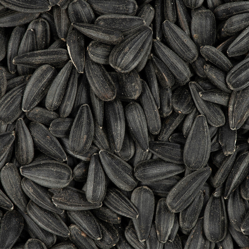 Black Oil Sunflower Seeds for Planting GIANT Sunflowers