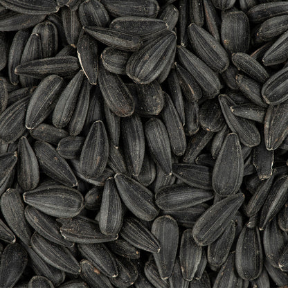 Black Oil Sunflower Seeds for Planting GIANT Sunflowers