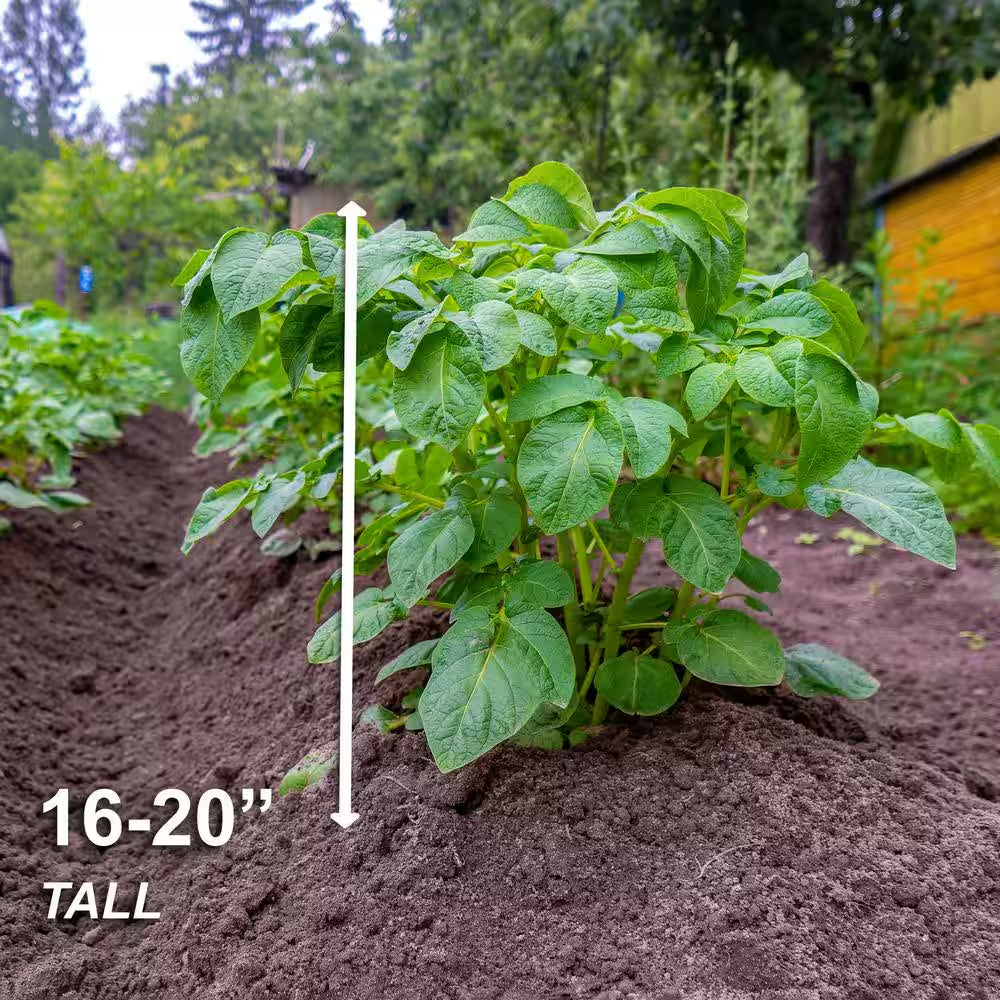 Red Norland Seed Potatoes for Planting (5 Lbs. Bag)