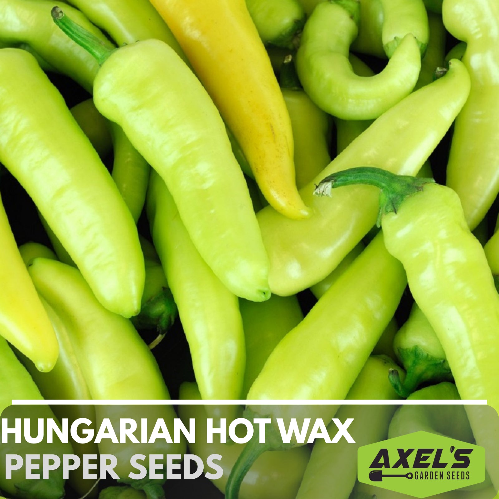 Hungarian Hot Wax Pepper Heirloom Non-Gmo Seeds