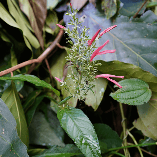 St. John's Bush Cuttings – 2 Rooted Cuttings – Justicia secunda – Tropical Plant Starter