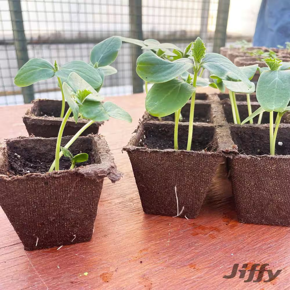 Peat Strips N' Greenhouse Seed Starter Kit