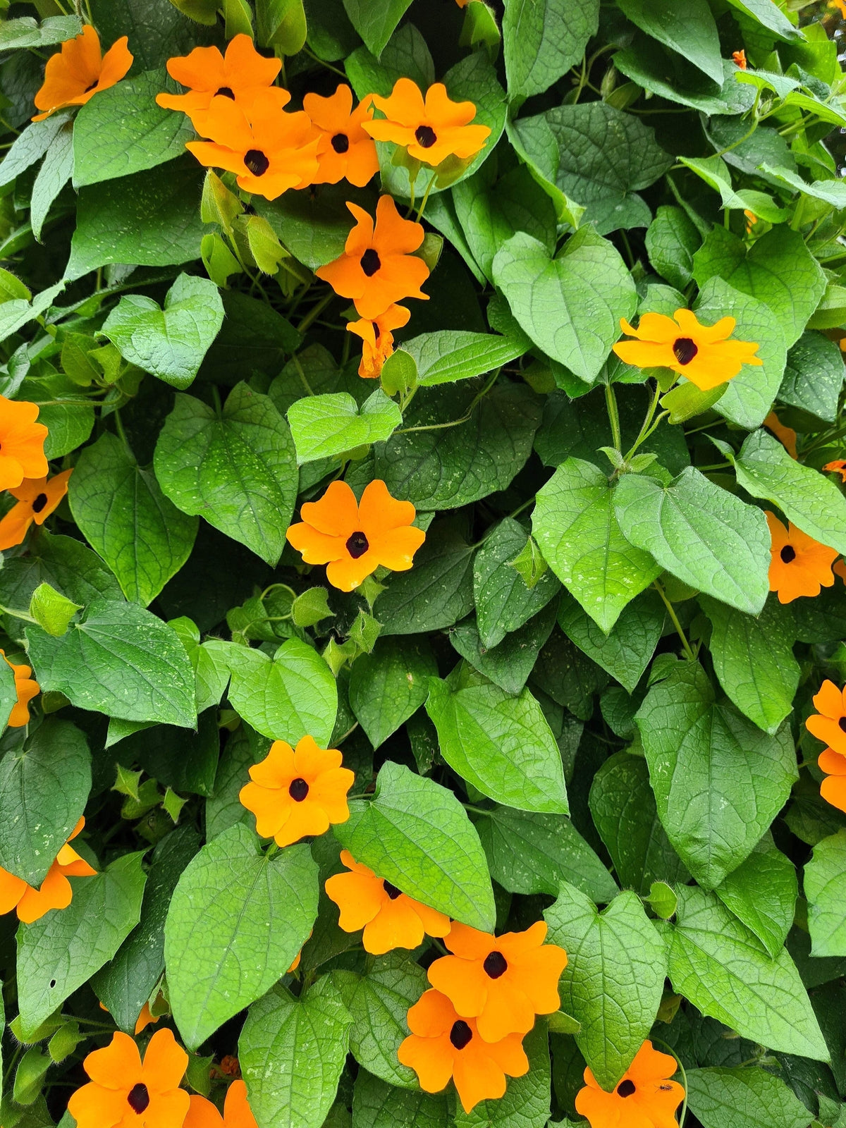 30 BLACK EYED SUSAN VINE Thunbergia Alata Flower Seeds *Flat S/H