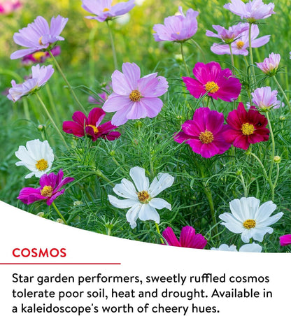 Burpee Wildflower 25,000 Bulk, 1 Bag, 18 Varieties of Non-Gmo Flower Seeds Polli