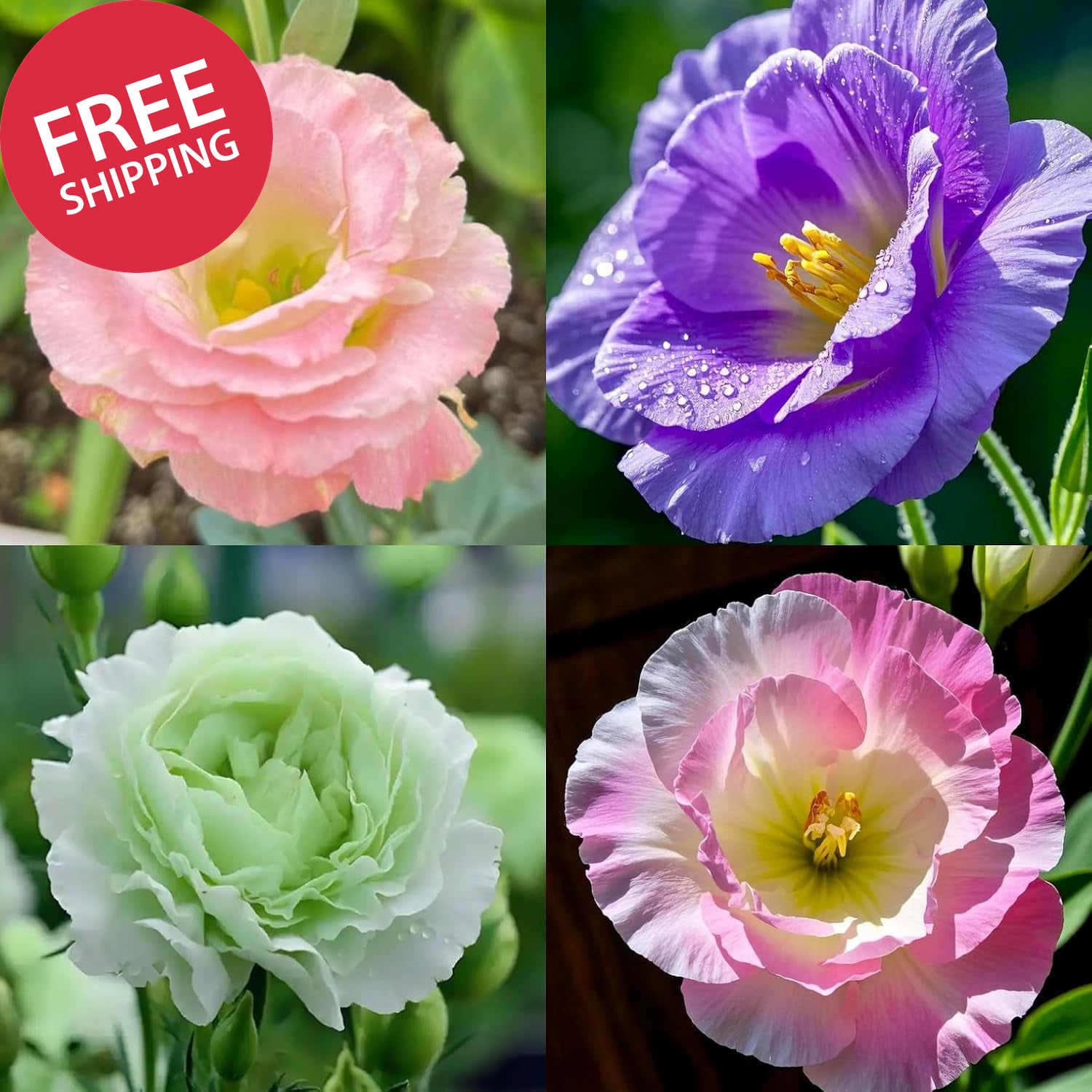 Mixed Lisianthus Seeds for Planting, 298Pcs Perennial Lisianthus Flower Seeds, N